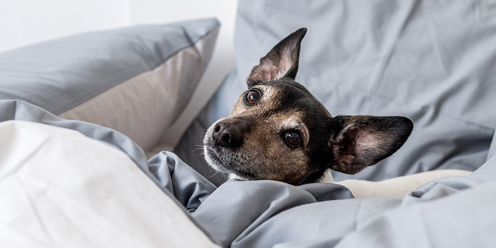 Chien installé dans un lit 